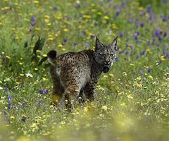 Doñana reforzó sus poblaciones de conejo en 2015 con 8.000 ejemplares